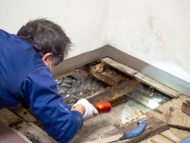 Best HVAC Mold Remediation in Oreana, IL