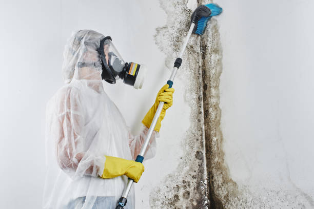 Best Emergency Mold Remediation in Oreana, IL