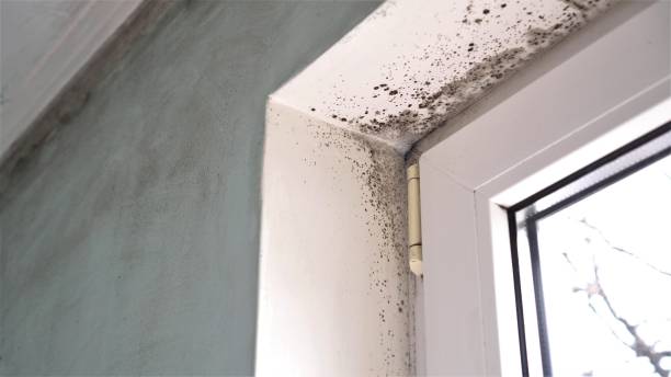 Best Insurance-Related Mold Remediation in Oreana, IL