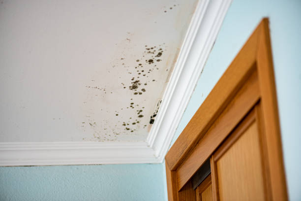 Best Attic Mold Remediation in Oreana, IL