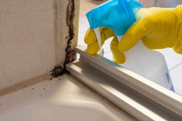 Best Emergency Mold Remediation in Oreana, IL