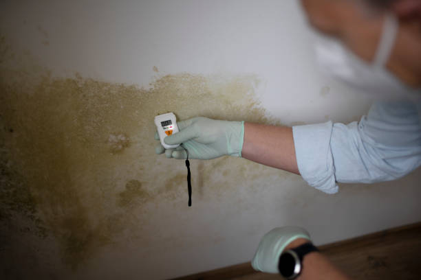 Best Residential Mold Remediation in Oreana, IL