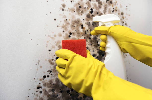 Best White Mold Remediation in Oreana, IL
