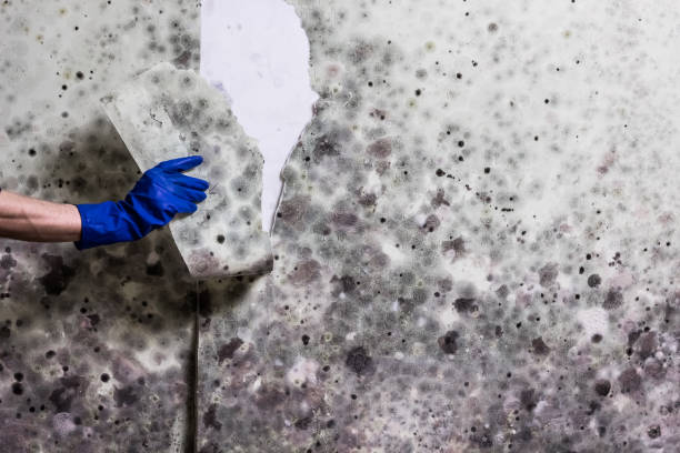 Best Bathroom Mold Remediation in Oreana, IL