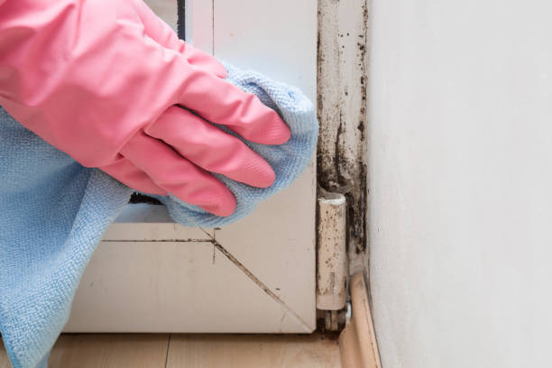 Best Residential Mold Remediation in Oreana, IL